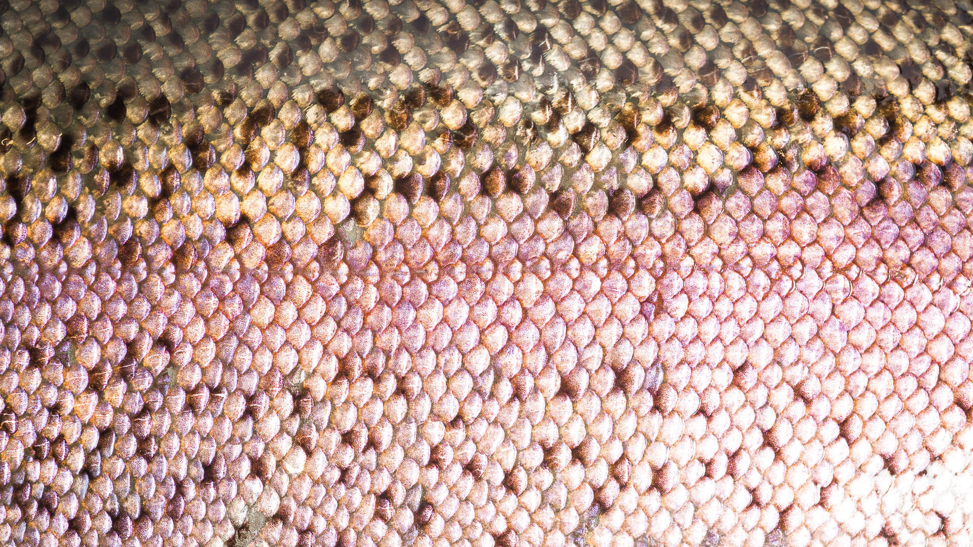 regnbagsflugor fiskeflugor regnbage onlineflugor