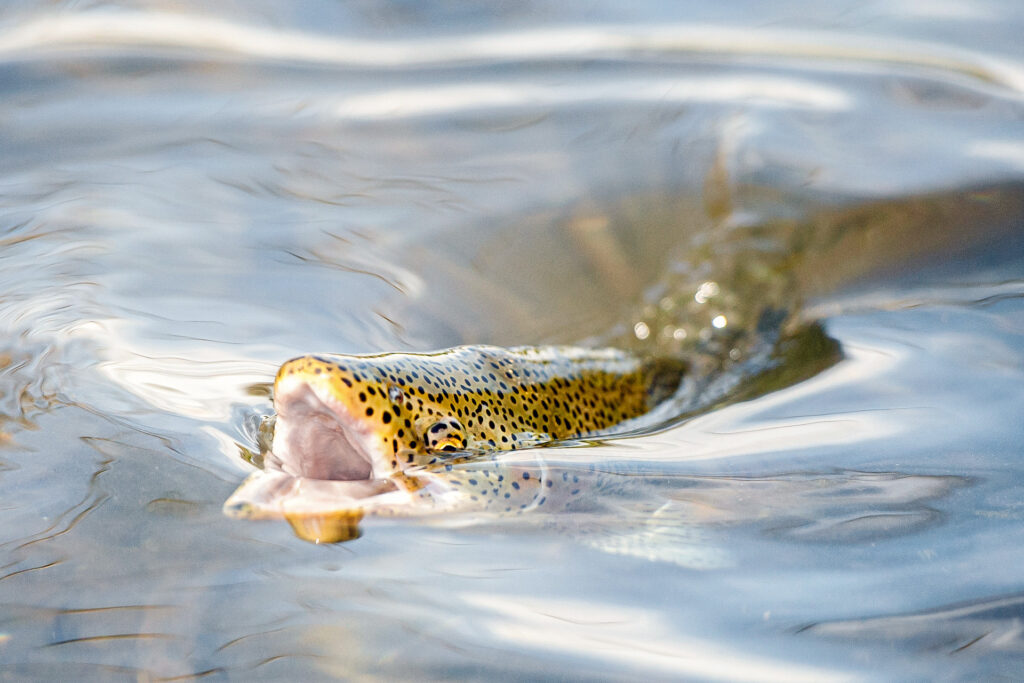 Flugfiske torrflugor fiskeflugor vakande öring